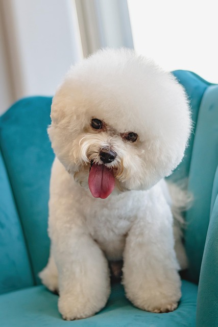pet salons Australia