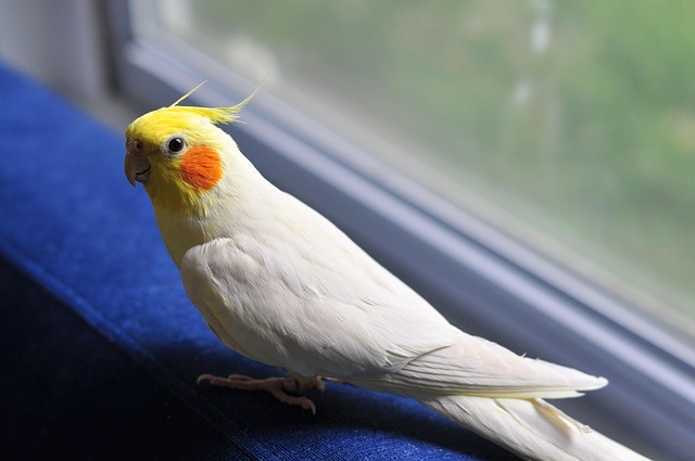 pet salons Australia