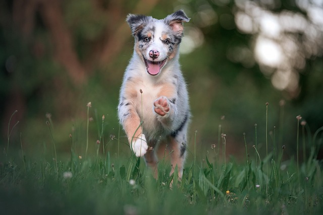 pet salons Australia