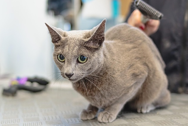 pet salons Australia