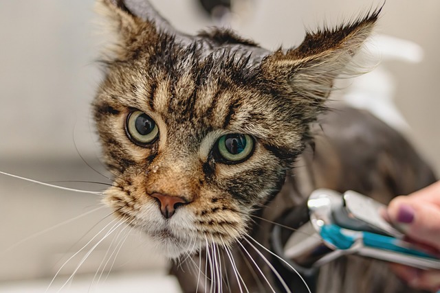 pet salons Australia