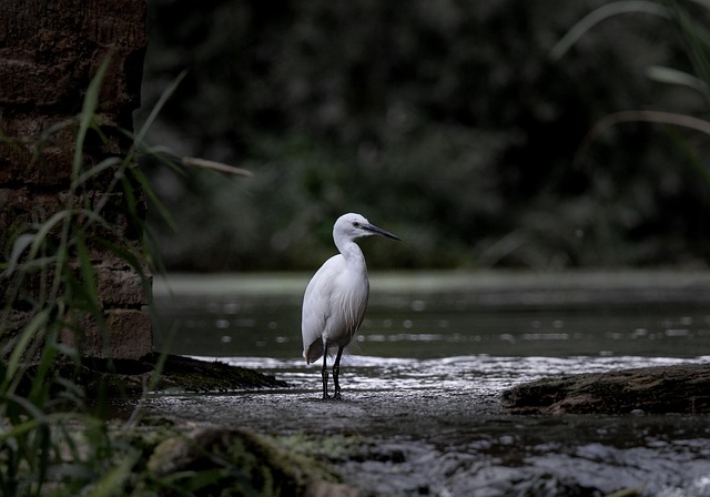 river fishing for trout
