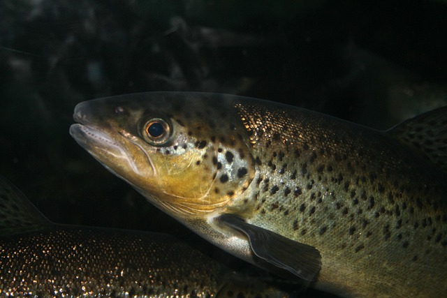 Trout
