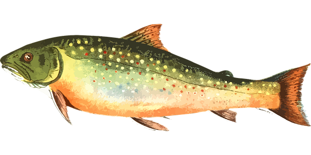 Trout