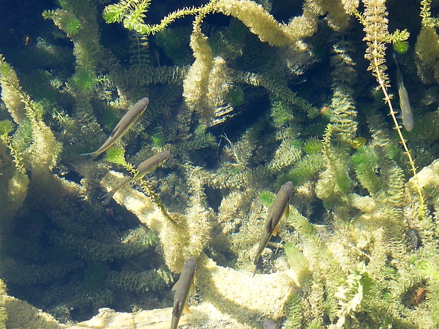 Trout