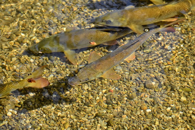 Trout