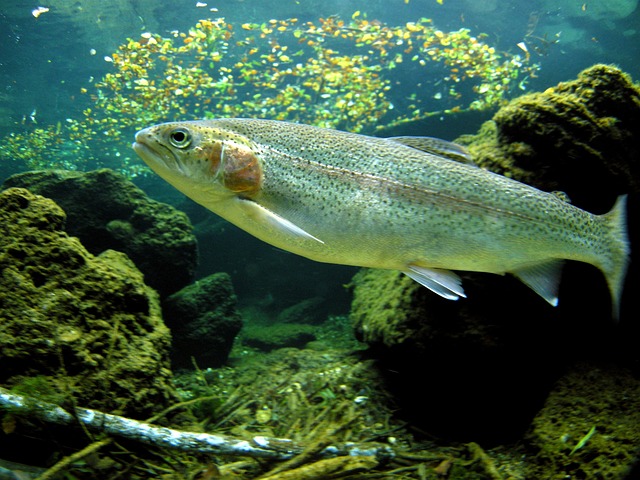 Trout