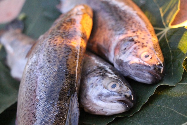 Trout