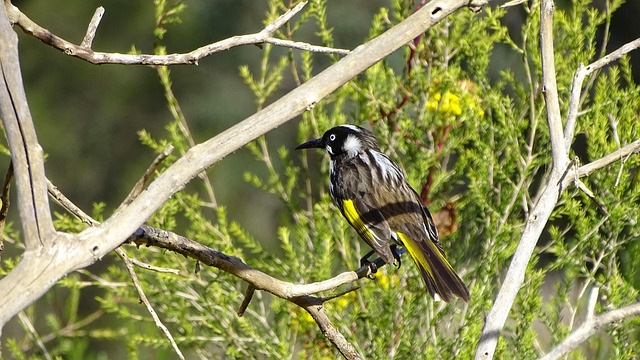 Australian locations