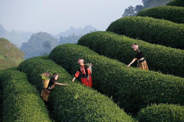 Camping in Australia