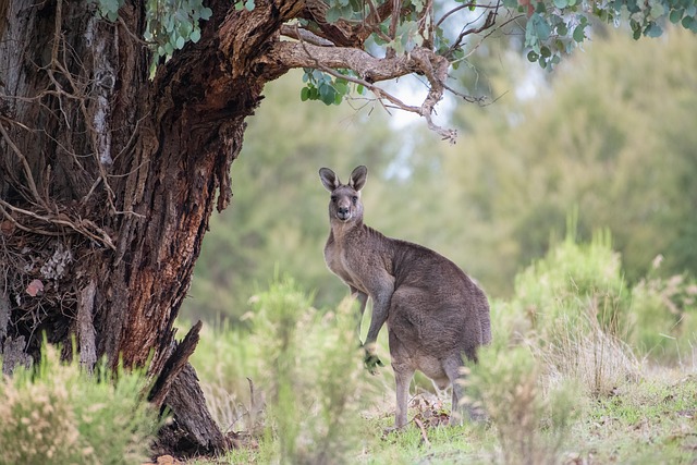 Camping in Australia