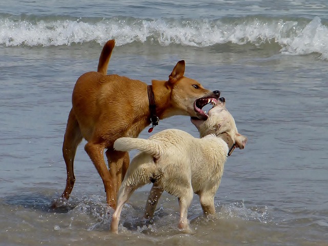 dog playing