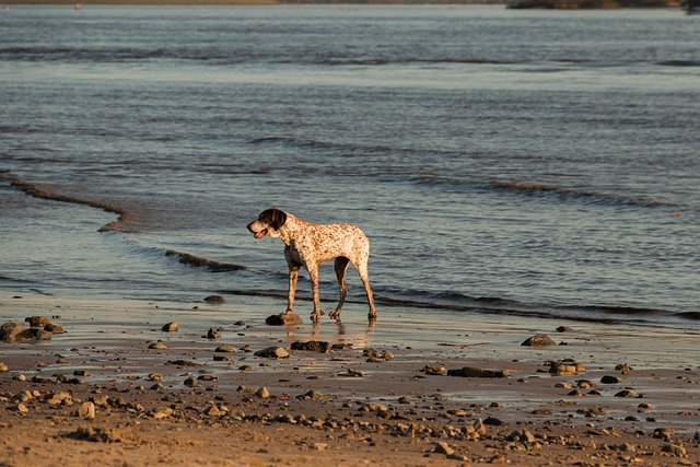 dog playing
