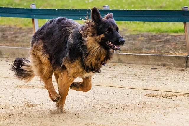 dog running