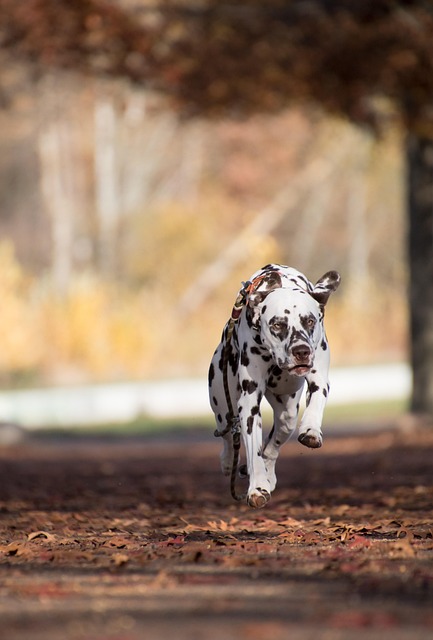 dog running