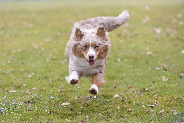 dog running