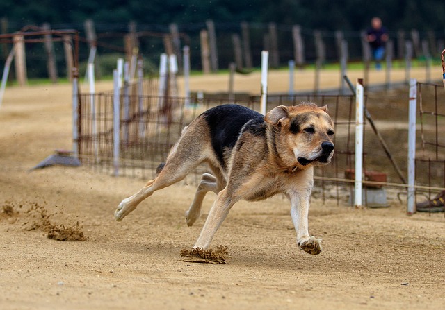 dog running