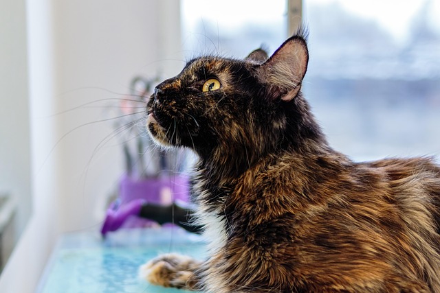 pet salons Australia