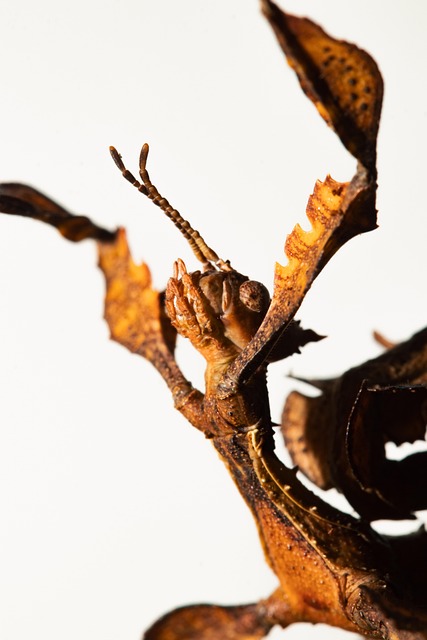 SEO services Australia